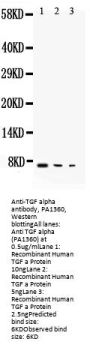 Anti-TGF alpha/TGFA Antibody Picoband®