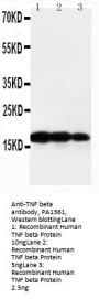 Anti-TNF beta/LTA Antibody Picoband®