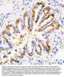 Anti-Calpain 1/CAPN1 Antibody Picoband®