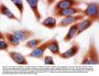 Anti-Calpain 1/CAPN1 Antibody Picoband®