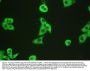 Anti-Calpain 1/CAPN1 Antibody Picoband®