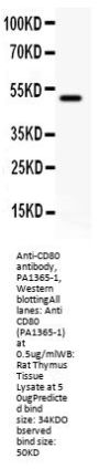 Anti-CD80 Antibody Picoband®