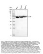 Anti-CD80 Antibody Picoband®