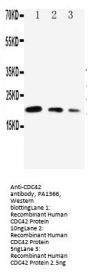 Anti-CDC42 Antibody Picoband®