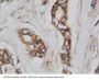 Anti-CDC42 Antibody Picoband®