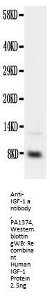 Anti-Insulin-like growth factor I IGF1 Antibody Picoband®