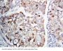 Anti-MEK1/MAP2K1 Antibody Picoband®