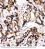 Anti-MEK1/MAP2K1 Antibody Picoband®