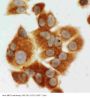 Anti-MEK1/MAP2K1 Antibody Picoband®