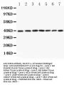 Anti-MEK3/MAP2K3 Antibody Picoband®