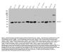 Anti-MEK3/MAP2K3 Antibody Picoband®