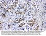 Anti-MEK3/MAP2K3 Antibody Picoband®