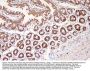 Anti-MEK3/MAP2K3 Antibody Picoband®