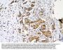 Anti-MEK3/MAP2K3 Antibody Picoband®