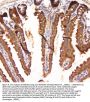 Anti-MEK3/MAP2K3 Antibody Picoband®