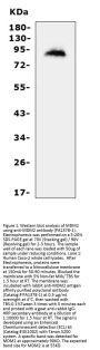 Anti-MDM2 Antibody Picoband®
