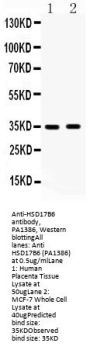 Anti-HSD17B6 Antibody Picoband®