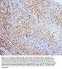 Anti-HSD17B6 Antibody Picoband®