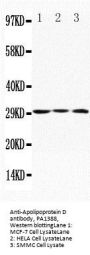 Anti-Apolipoprotein D/APOD Antibody Picoband®