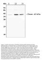 Anti-BAFF Receptor/TNFRSF13C Antibody Picoband®
