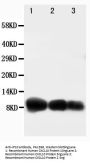 Anti-IP10/CXCL10 Antibody Picoband®