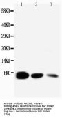 Anti-Pro-epidermal growth factor EGF Antibody Picoband®