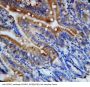 Anti-Fractalkine CX3CL1 Antibody Picoband®