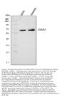 Anti-GAD65/GAD2 Antibody Picoband®
