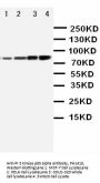 Anti-PI 3 Kinase p85 alpha/PIK3R1 Antibody Picoband®