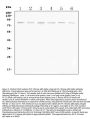 Anti-PI 3 Kinase p85 alpha/PIK3R1 Antibody Picoband®