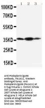 Anti-Podoplanin/gp36/PDPN Antibody Picoband®