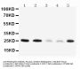 Anti-Pleiotrophin/PTN Antibody Picoband®