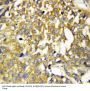 Anti-Pleiotrophin/PTN Antibody Picoband®