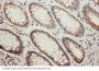 Anti-Protein NDRG1 NDRG1 Antibody Picoband®