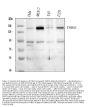 Anti-Thrombospondin 2/THBS2 Antibody PicobandÂ®