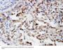 Anti-Ubiquitin/UBB Antibody Picoband®