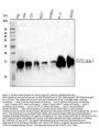 Anti-Galectin 1/LGALS1 Antibody PicobandÂ®