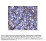 Anti-Galectin 1/LGALS1 Antibody PicobandÂ®