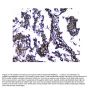 Anti-Galectin 1/LGALS1 Antibody PicobandÂ®