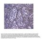 Anti-Galectin 1/LGALS1 Antibody PicobandÂ®