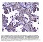 Anti-Galectin 1/LGALS1 Antibody PicobandÂ®