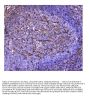 Anti-Galectin 1/LGALS1 Antibody PicobandÂ®