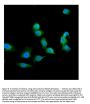 Anti-Galectin 1/LGALS1 Antibody PicobandÂ®
