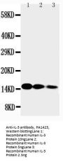 Anti-Interleukin-3 IL3 Antibody Picoband®