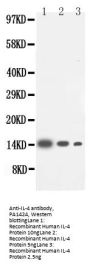 Anti-Interleukin-4 IL4 Antibody Picoband®