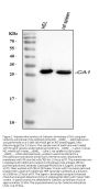 Anti-Carbonic Anhydrase I/CA1 Antibody Picoband®