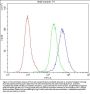 Anti-Bcl-2-like protein 2 Bcl2L2 Antibody Picoband®