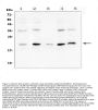 Anti-Bcl-2-like protein 2 Bcl2L2 Antibody Picoband®