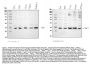 Anti-Cyclin-dependent kinase 4 Cdk4 Antibody Picoband®
