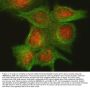 Anti-Cyclin-dependent kinase 4 Cdk4 Antibody Picoband®